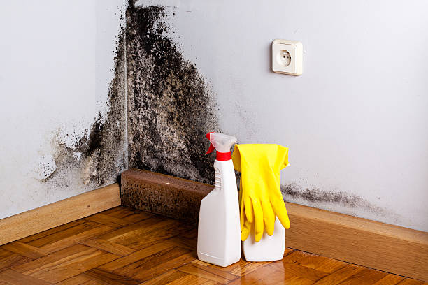 Best Black Mold Remediation in White Bluff, TN